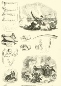Pagina uit Het Picturale Museum van Geanimeerde Natuur door English School