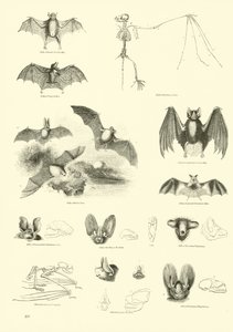 Pagina uit Het Picturale Museum van Geanimeerde Natuur