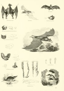 Pagina uit Het Picturale Museum van Geanimeerde Natuur door English School