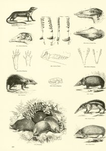 Pagina uit Het Picturale Museum van Geanimeerde Natuur door English School