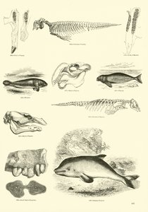 Pagina uit Het Picturale Museum van Geanimeerde Natuur