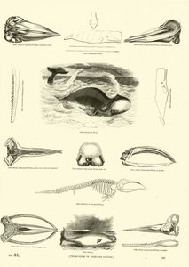 Pagina uit Het Picturale Museum van Geanimeerde Natuur door English School