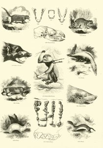 Pagina uit Het Picturale Museum van Geanimeerde Natuur door English School