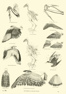 Pagina uit Het Picturale Museum van Geanimeerde Natuur