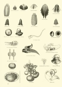 Pagina uit Het Picturale Museum van Geanimeerde Natuur door English School