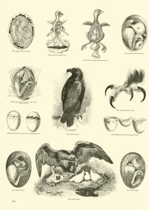 Pagina uit Het Picturale Museum van Geanimeerde Natuur