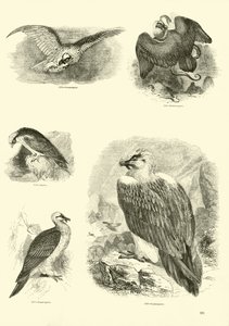 Pagina uit Het Picturale Museum van Geanimeerde Natuur