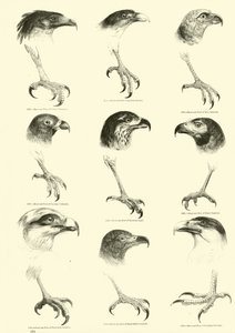 Pagina uit Het Picturale Museum van Geanimeerde Natuur door English School