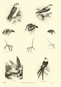 Pagina uit Het Picturale Museum van Geanimeerde Natuur door English School