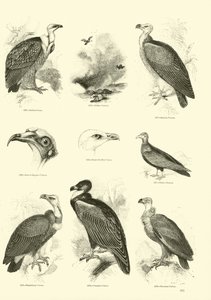 Pagina uit Het Picturale Museum van Geanimeerde Natuur door English School