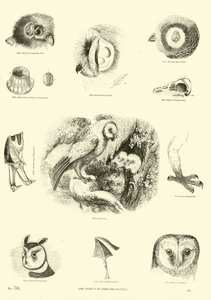 Pagina uit Het Picturale Museum van Geanimeerde Natuur door English School