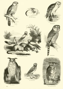 Pagina uit Het Picturale Museum van Geanimeerde Natuur door English School