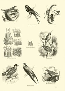 Pagina uit Het Picturale Museum van Geanimeerde Natuur door English School