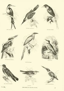 Pagina uit Het Picturale Museum van Geanimeerde Natuur