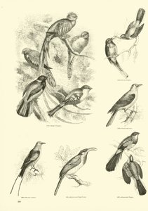 Pagina uit Het Picturale Museum van Geanimeerde Natuur door English School