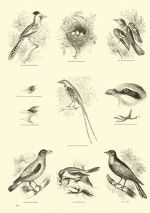 Pagina uit Het Picturale Museum van Geanimeerde Natuur door English School
