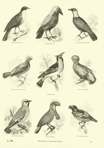 Pagina uit Het Picturale Museum van Geanimeerde Natuur