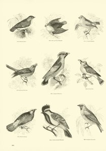 Pagina uit Het Picturale Museum van Geanimeerde Natuur door English School