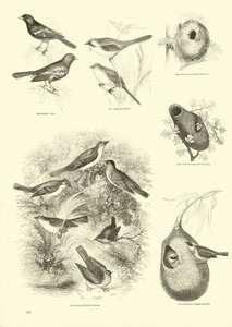 Pagina uit Het Picturale Museum van Geanimeerde Natuur door English School