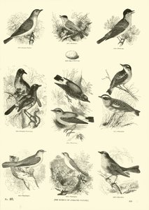 Pagina uit Het Picturale Museum van Geanimeerde Natuur door English School