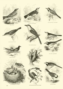 Pagina uit Het Picturale Museum van Geanimeerde Natuur door English School