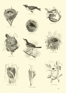 Pagina uit Het Picturale Museum van Geanimeerde Natuur