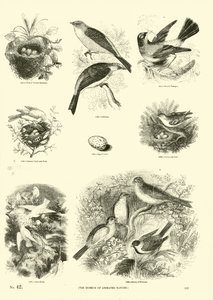 Pagina uit Het Picturale Museum van Geanimeerde Natuur