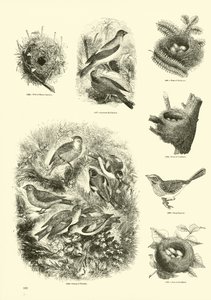 Pagina uit Het Picturale Museum van Geanimeerde Natuur