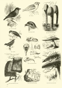 Pagina uit Het Picturale Museum van Geanimeerde Natuur door English School