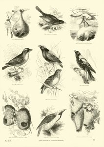 Pagina uit Het Picturale Museum van Geanimeerde Natuur door English School