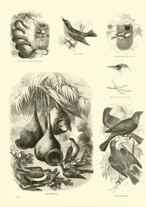 Pagina uit Het Picturale Museum van Geanimeerde Natuur door English School