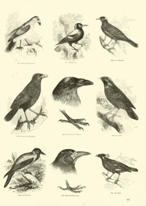 Pagina uit Het Picturale Museum van Geanimeerde Natuur