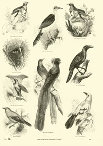 Pagina uit Het Picturale Museum van Geanimeerde Natuur door English School