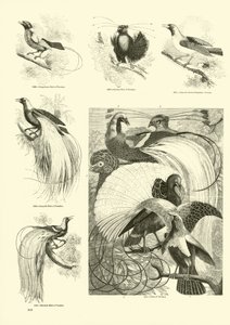 Pagina uit Het Picturale Museum van Geanimeerde Natuur