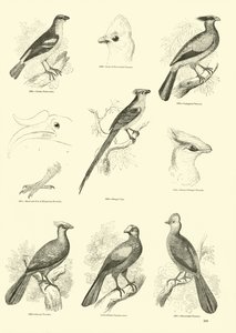 Pagina uit Het Picturale Museum van Geanimeerde Natuur door English School