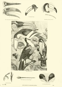 Pagina uit Het Picturale Museum van Geanimeerde Natuur