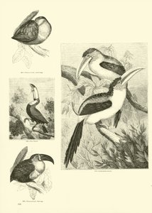Pagina uit Het Picturale Museum van Geanimeerde Natuur