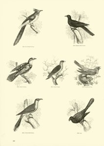 Pagina uit Het Picturale Museum van Geanimeerde Natuur