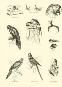 Pagina uit Het Picturale Museum van Geanimeerde Natuur door English School