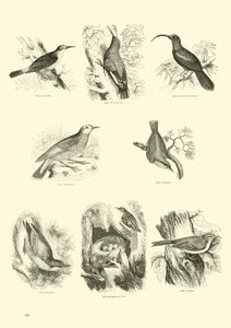 Pagina uit Het Picturale Museum van Geanimeerde Natuur