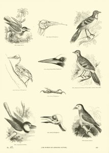 Pagina uit Het Picturale Museum van Geanimeerde Natuur door English School