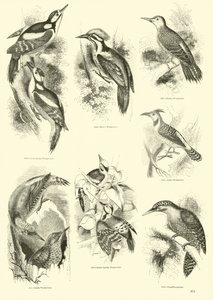 Pagina uit Het Picturale Museum van Geanimeerde Natuur