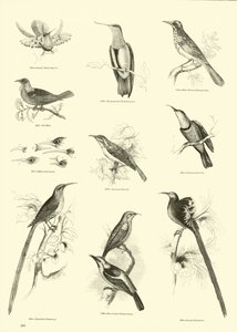Pagina uit Het Picturale Museum van Geanimeerde Natuur door English School