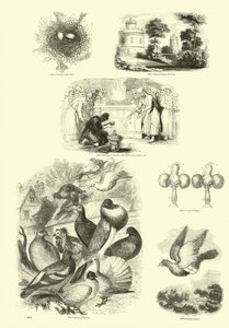 Pagina uit Het Picturale Museum van Geanimeerde Natuur