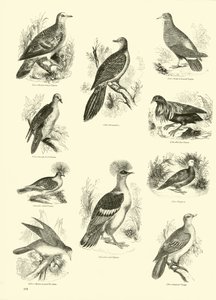 Pagina uit Het Picturale Museum van Geanimeerde Natuur door English School