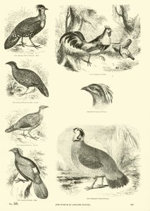 Pagina uit Het Picturale Museum van Geanimeerde Natuur