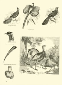 Pagina uit Het Picturale Museum van Geanimeerde Natuur