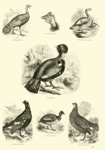 Pagina uit Het Picturale Museum van Geanimeerde Natuur