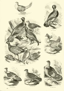 Pagina uit Het Picturale Museum van Geanimeerde Natuur