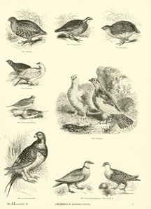 Pagina uit Het Picturale Museum van Geanimeerde Natuur